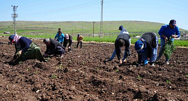 Kilisli çiftçiler Ramazan'da da hazırlıklara devam ediyor