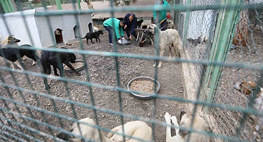 Gaziantep Büyükşehir Belediyesi'nden sokak hayvanlarına örnek çalışma