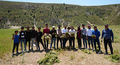 Kilis'te rekoltesi yüksek kimyonun hasadına başlandı