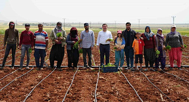 Kilis'te tarım işçileri 1 Mayıs'ta da çalıştı