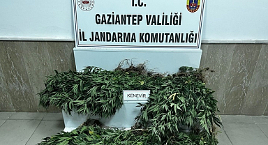 Gaziantep'te jandarma ekiplerinden kök kenevir operasyonu