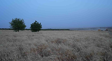 Kilis'te hububat çiftçileri çifte bayram yaşıyor