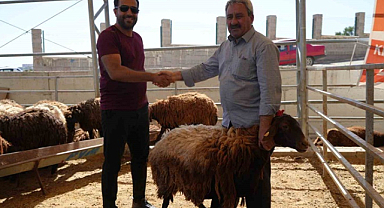 Kilis'te kurban pazarındaki satışlarda hareketlilik arttı