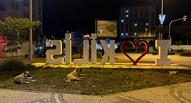 Kilis'te sokak köpekleri için çözüm bekleniyor
