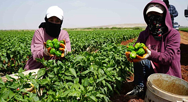 Kilis'te tarım işçilerinden zorlu biber hasadı