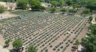 Kilis'teki lavanta bahçesinde hasat zamanı