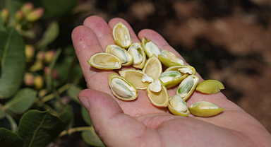 Antep fıstığında yüksek rekolte
