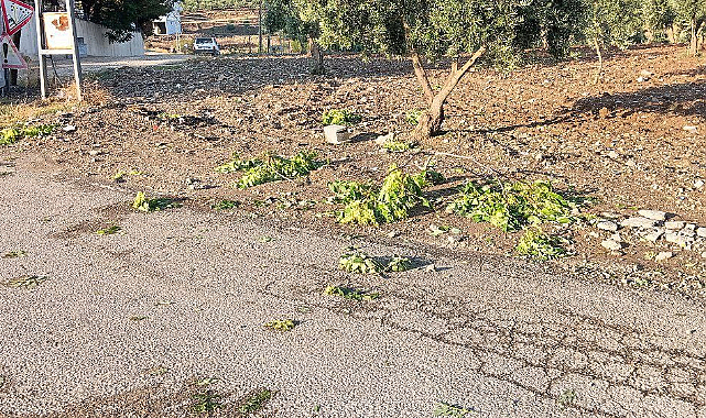 Kilis'te sağanak zeytin ve fıstık ağaçlarına zarar verdi