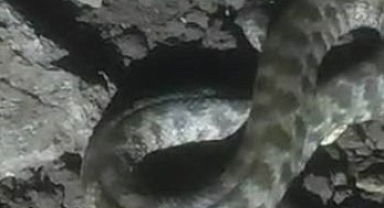 Kilis'te tilkinin yılan avı