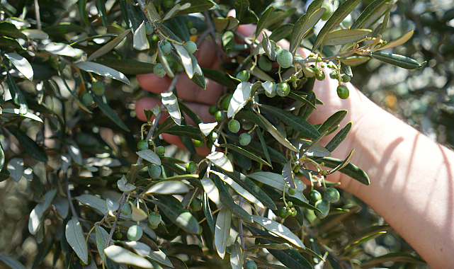 Kilis'te zeytin ve zeytinyağında yüksek rekolte