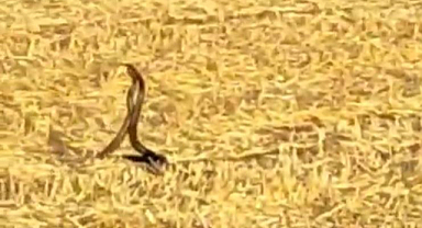 Yılanların çiftleşme dansı anbean görüntülendi