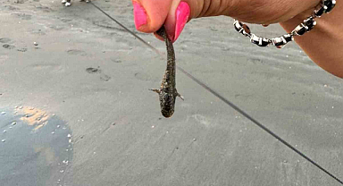 Dikkat: Zehirli dikenli çizgili kedi balığı Adana’da görüldü