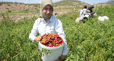 Kilis'te acı biber hasadına başlandı