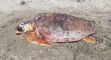 Yaralı caretta caretta tedavi altında