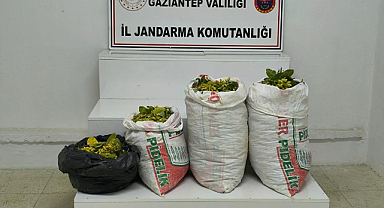 Gaziantep'te fıstık bahçesinde hırsızlık: 2 tutuklama