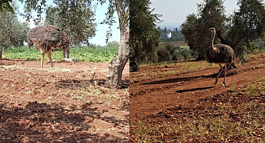 Kilis'te Suriye sınırından geçen deve kuşu yakalandı