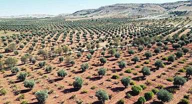Kilis'te zeytinin erken hasadı başladı