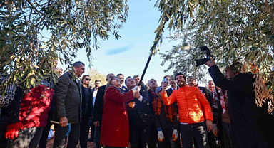 Başkan Fatma Şahin Nizip'te zeytin topladı