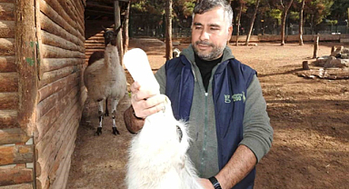 Gaziantep Doğal Yaşam Parkı’ndan yüksek doğurganlık oranı