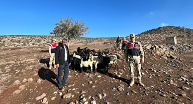 Kilis'te kayıp küçükbaş hayvanlar jandarma sayesinde bulundu