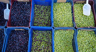 Kilis'te yeni mahsul sofralık zeytinler satışta