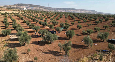 Kilis'te zeytinler toplanmaya başlandı