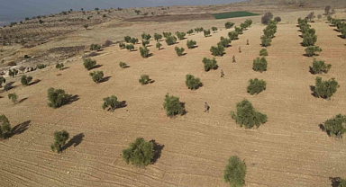 Kilis'teki zeytinlikler jandarmanın koruması altında