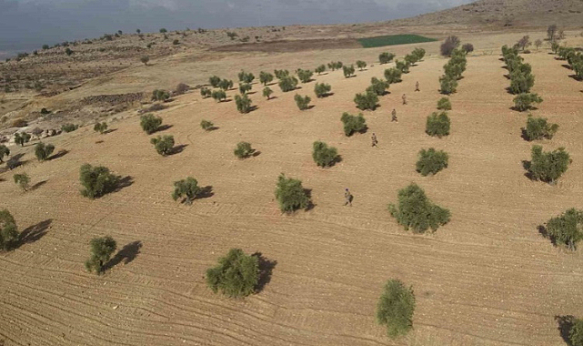 Kilis'teki zeytinlikler jandarmanın koruması altında