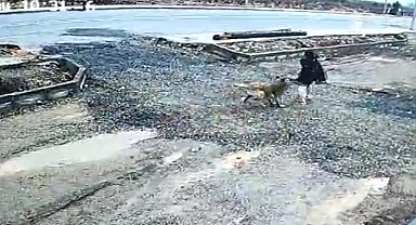 Gaziantep'te 13 yaşındaki çocuğa sokak köpeği saldırdı